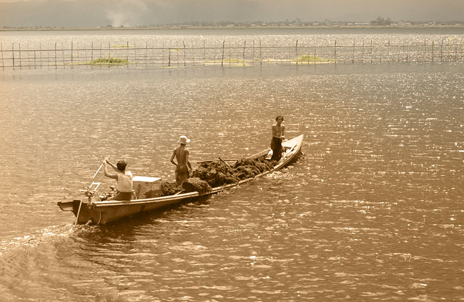 Ecosystèmes lacustres - Birmanie